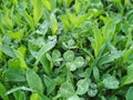 Trifolium repens, theÃÂ white clover also known asÃÂ Dutch clover,ÃÂ Ladino clover, orÃÂ Ladino